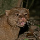 La reaparición de esta especie sorprendió a expertos y conservacionistas.
