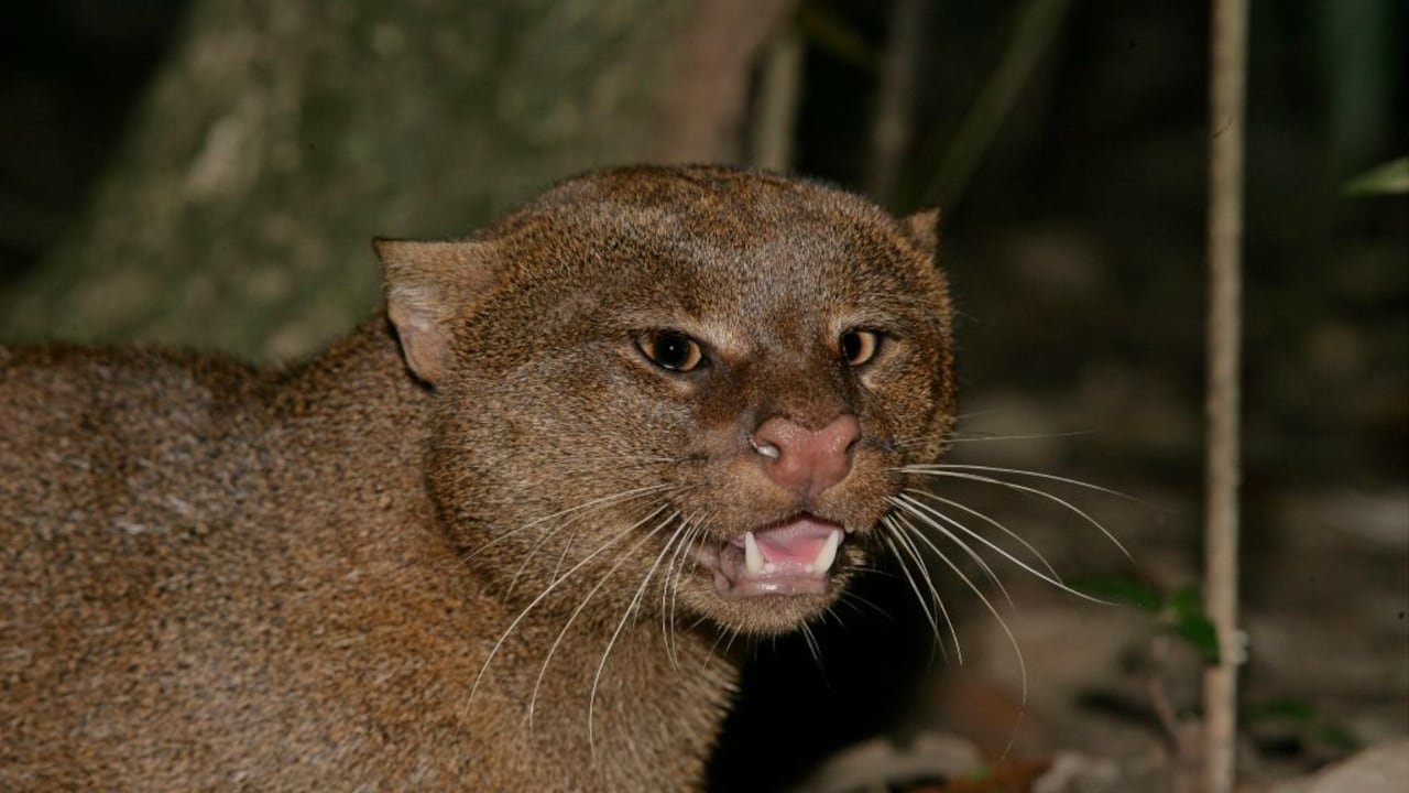 Un hallazgo inesperado reveló que un animal considerado extinto aún sobrevive. (imagen referencia)