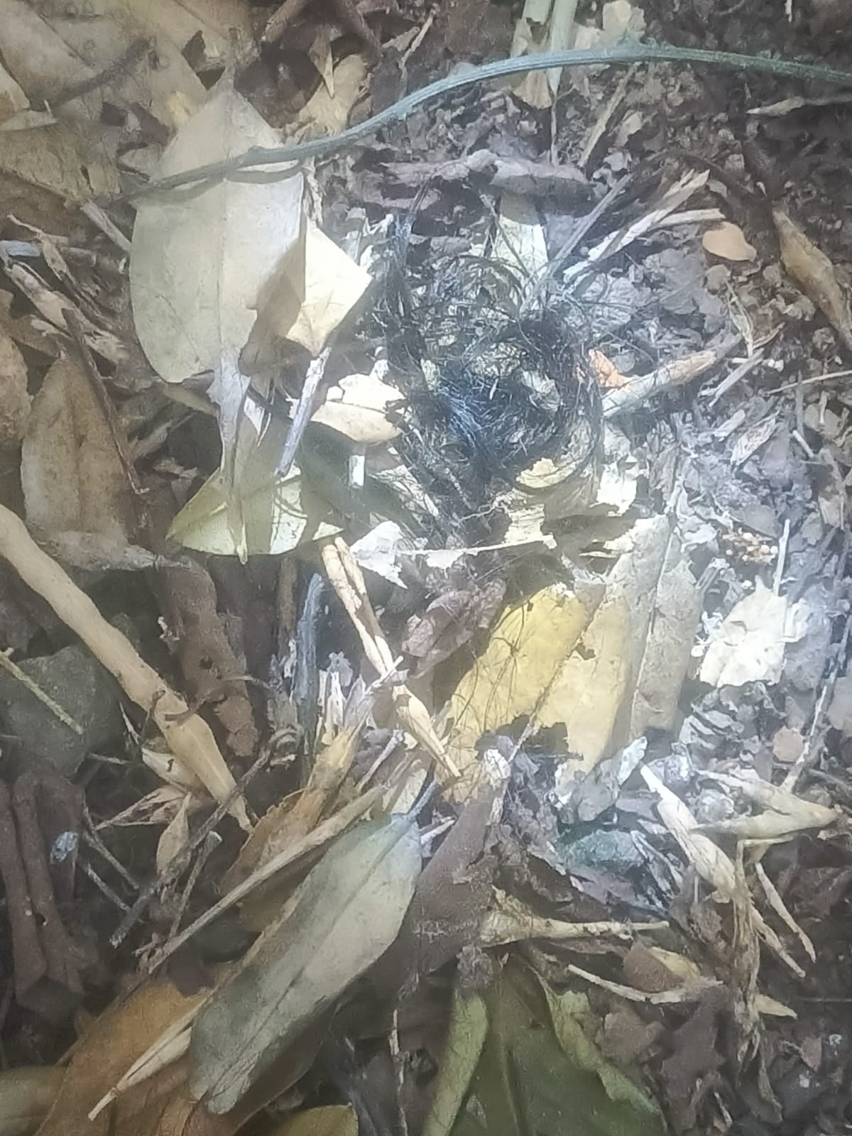 Elementos hallado en lugar donde encontraron cuerpo que pertenecería a Yulixa Toloza.