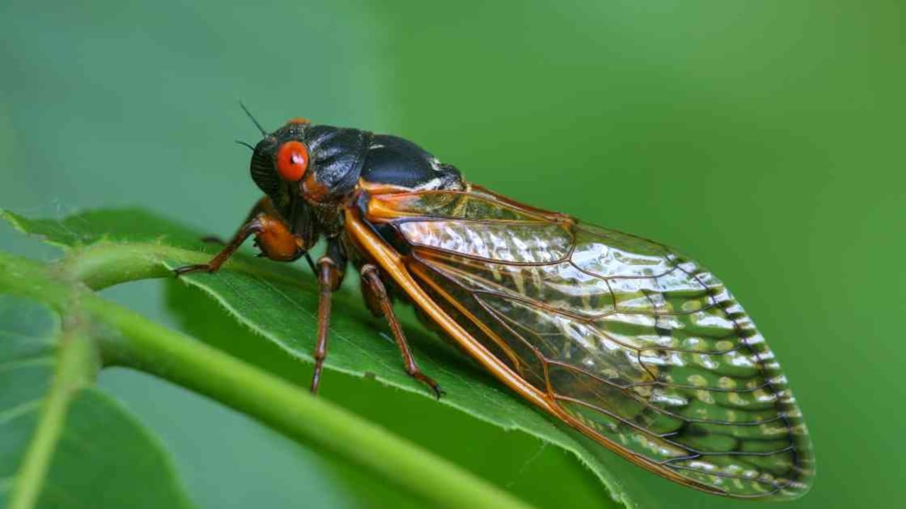Después de 17 años millones de cigarras emergerán a la superficie. Foto: Getty Images
