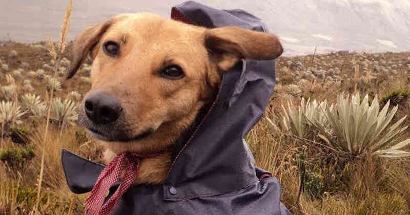 ¿De dónde es el perro caramelo?
