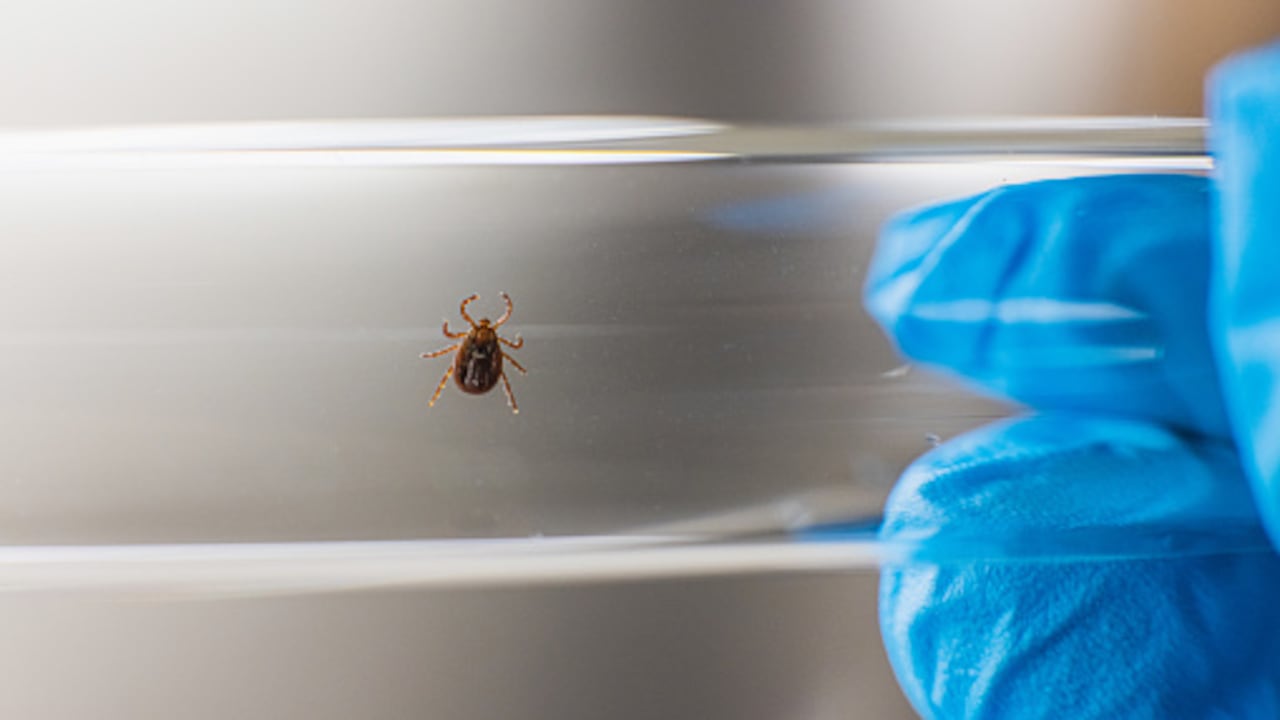 El nuevo virus fue encontrado en pacientes que daban negativo para otra infección conocida.