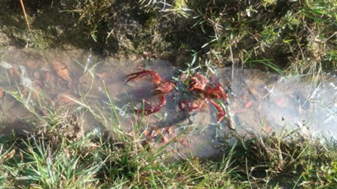 Langosta californiana