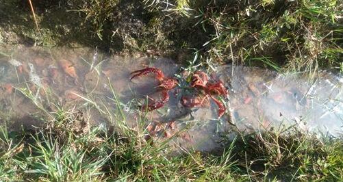 Langosta californiana