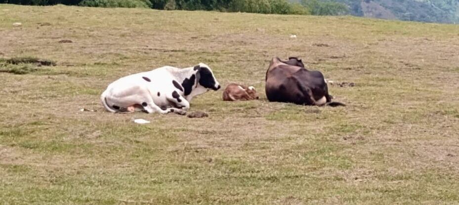 Este sujeto había comercializado los animales en varios municipios del Magdalena Centro por una suma cercana a los 35 millones de pesos