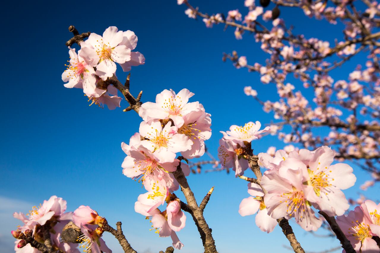 Flor del Almendro