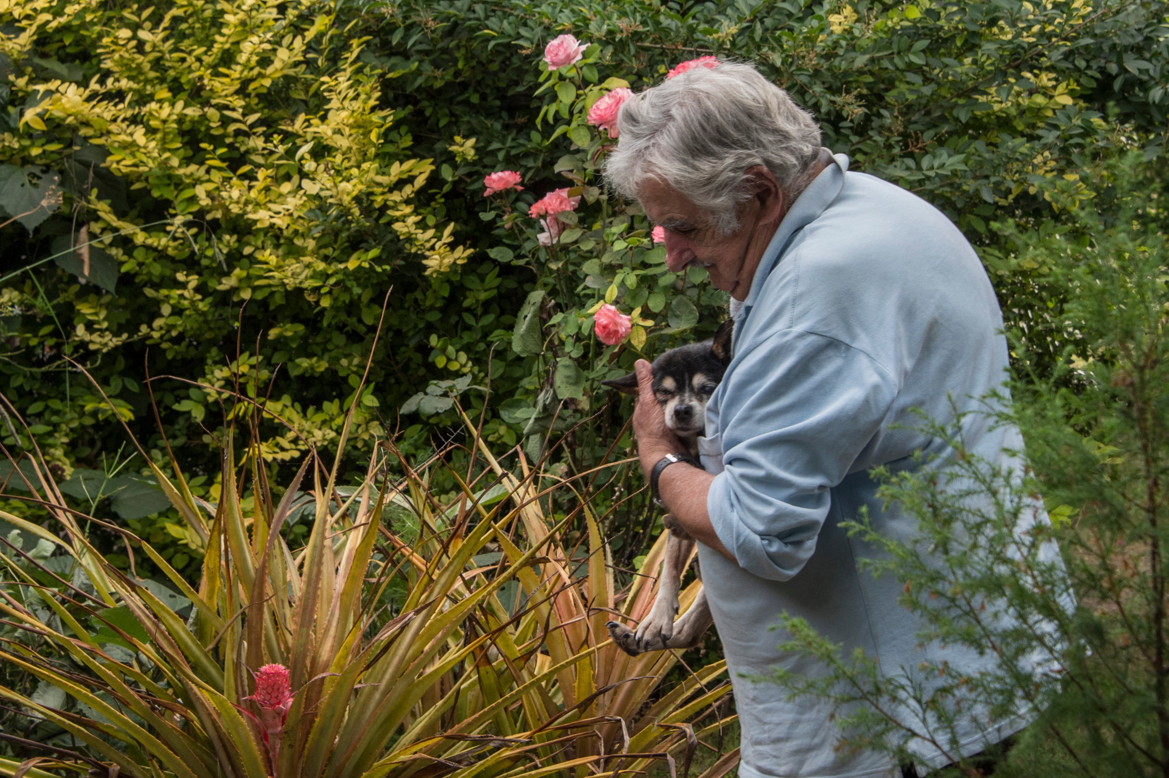 'El Pepe' siguió viviendo en su chacra en la zona rural de Montevideo junto a su esposa, la extupamara y exsenadora Lucía Topolansky, donde cultivaba flores y hortalizas.