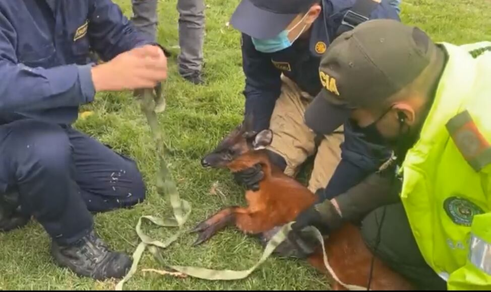 Venado hallado en la calle 127
