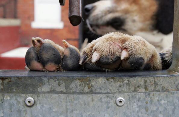 Lo ideal es que, estando de pie, las uñas del perro no toquen el suelo.