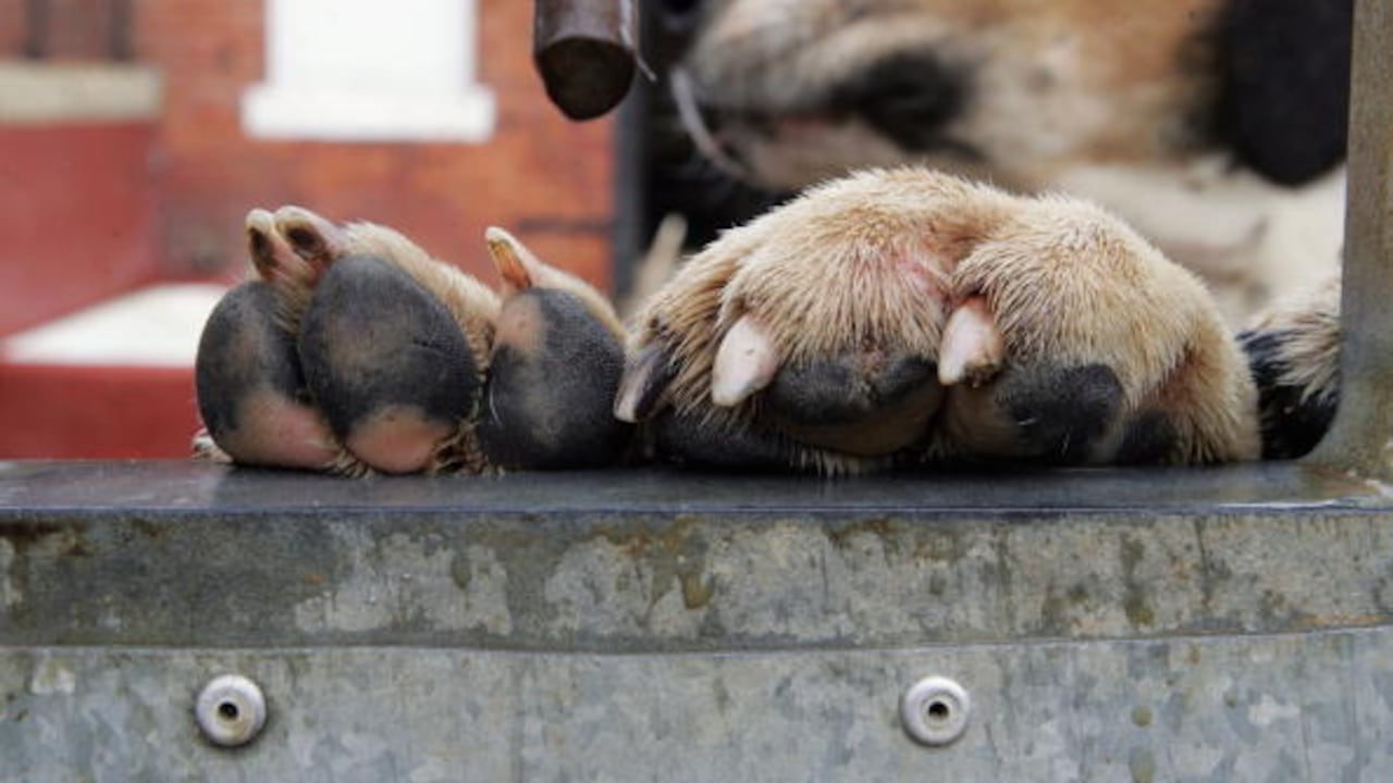 Lo ideal es que, estando de pie, las uñas del perro no toquen el suelo.