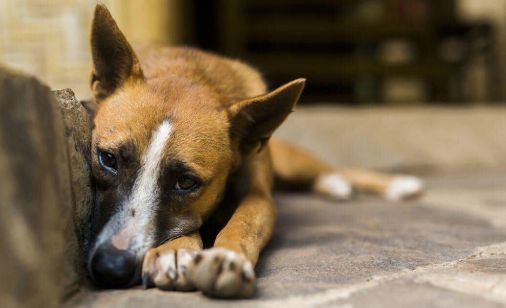 Los perros rescatados suelen sufrir de esta enfermedad causada por garrapatas y pulgas.