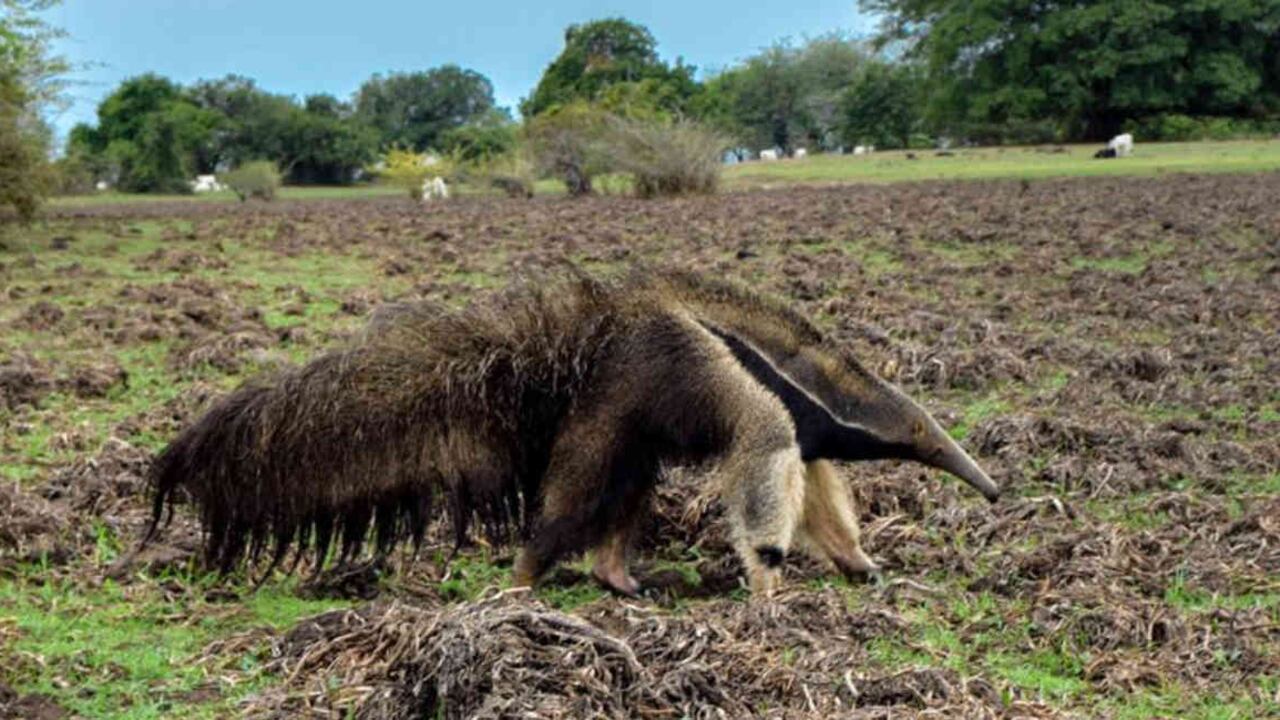 Nena ahora es madre adoptiva de un oso que también fue atropellado en Casanare. Fotos: Alejo De La Motta