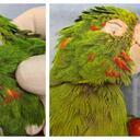 Un loro recibió una nueva oportunidad de vida luego de que especialistas reconstruyeran su pico. Foto: Redes RenascerAcn