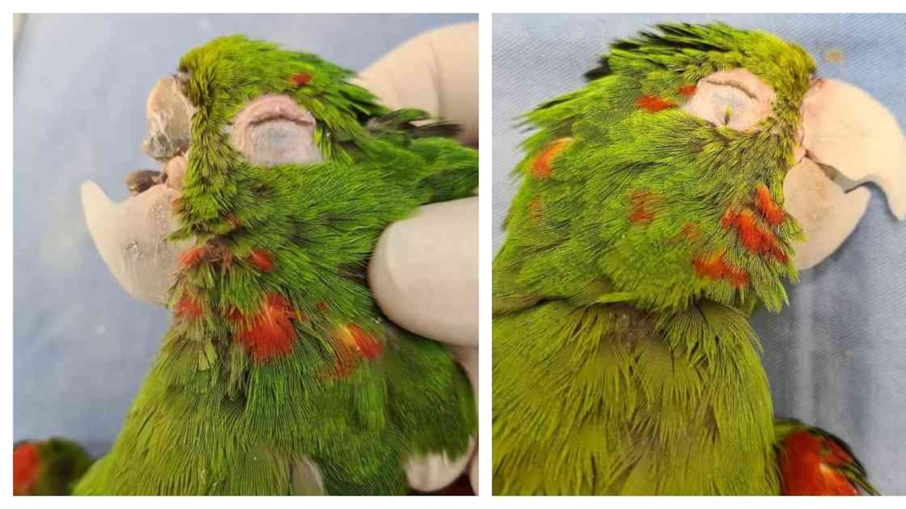 Un loro recibió una nueva oportunidad de vida luego de que especialistas reconstruyeran su pico. Foto: Redes RenascerAcn