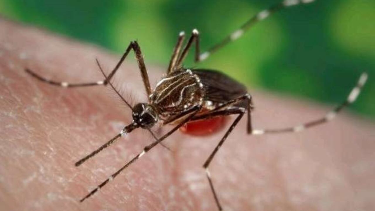 Ejemplar de mosquito Aedes aegypti
GOBIERNO DE CANARIAS
(Foto de ARCHIVO)
20/12/2022 chikungunña