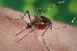 El ECDC notifica más de 3,7 millones de casos y más de 2.000 muertes por dengue en todo el mundo en lo que va de año