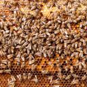 Bees Natural beebread in honeycombs ambrosia apitherapy nutritional.