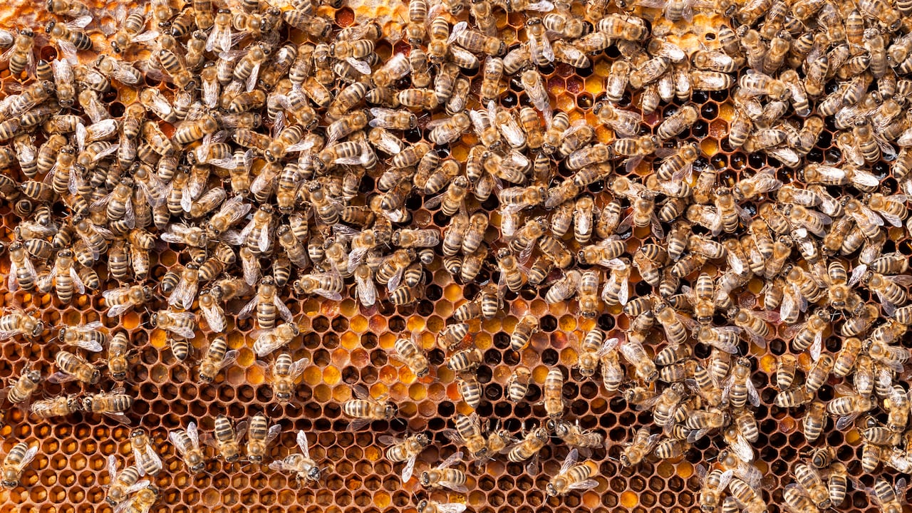 La apiterapia se emplea para tratar algunas patologías articulares y en pacientes con psoriasis, jaquecas, lumbagos y trastornos autoinmunes.