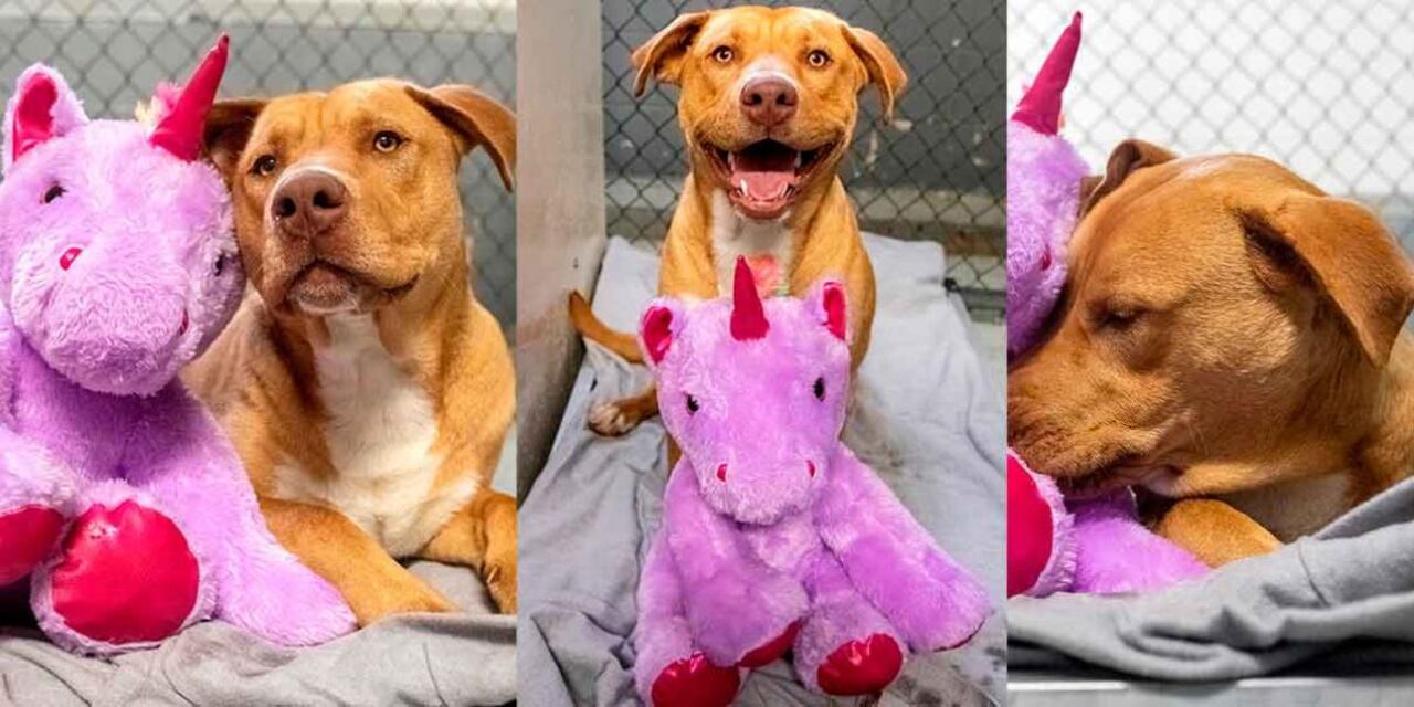 "Sisu" el perrito que intentó robar 5 veces un unicornio de peluche de una tienda departamental en Estados Unidos.