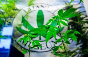 Una planta de cáñamo tipo "Fedora 17", baja en THC, crece en el Museo del Cáñamo de Berlín mientras el Bundestag (cámara baja del parlamento alemán) votará sobre la despenalización del cannabis, el 23 de febrero de 2024.