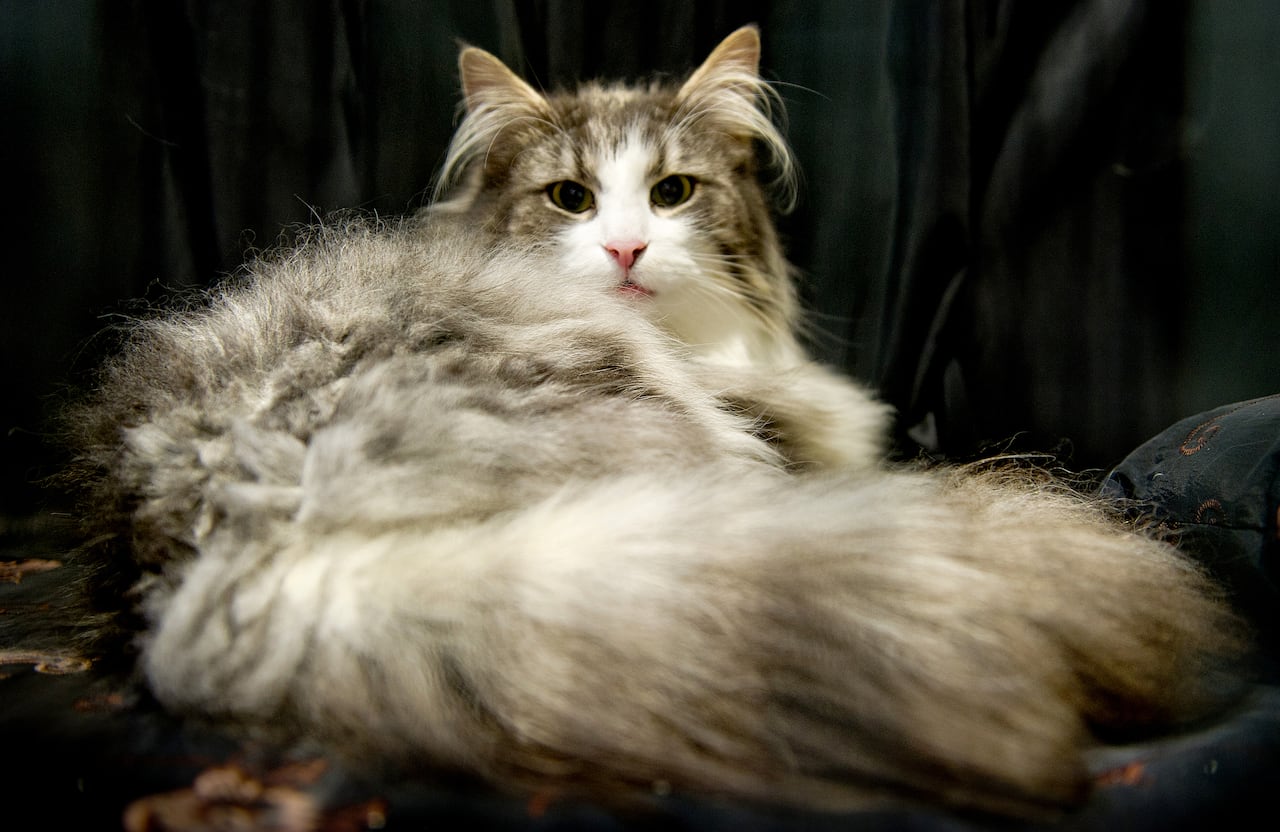 Norwegian Forest, uno de los gatos más bellos del mundo