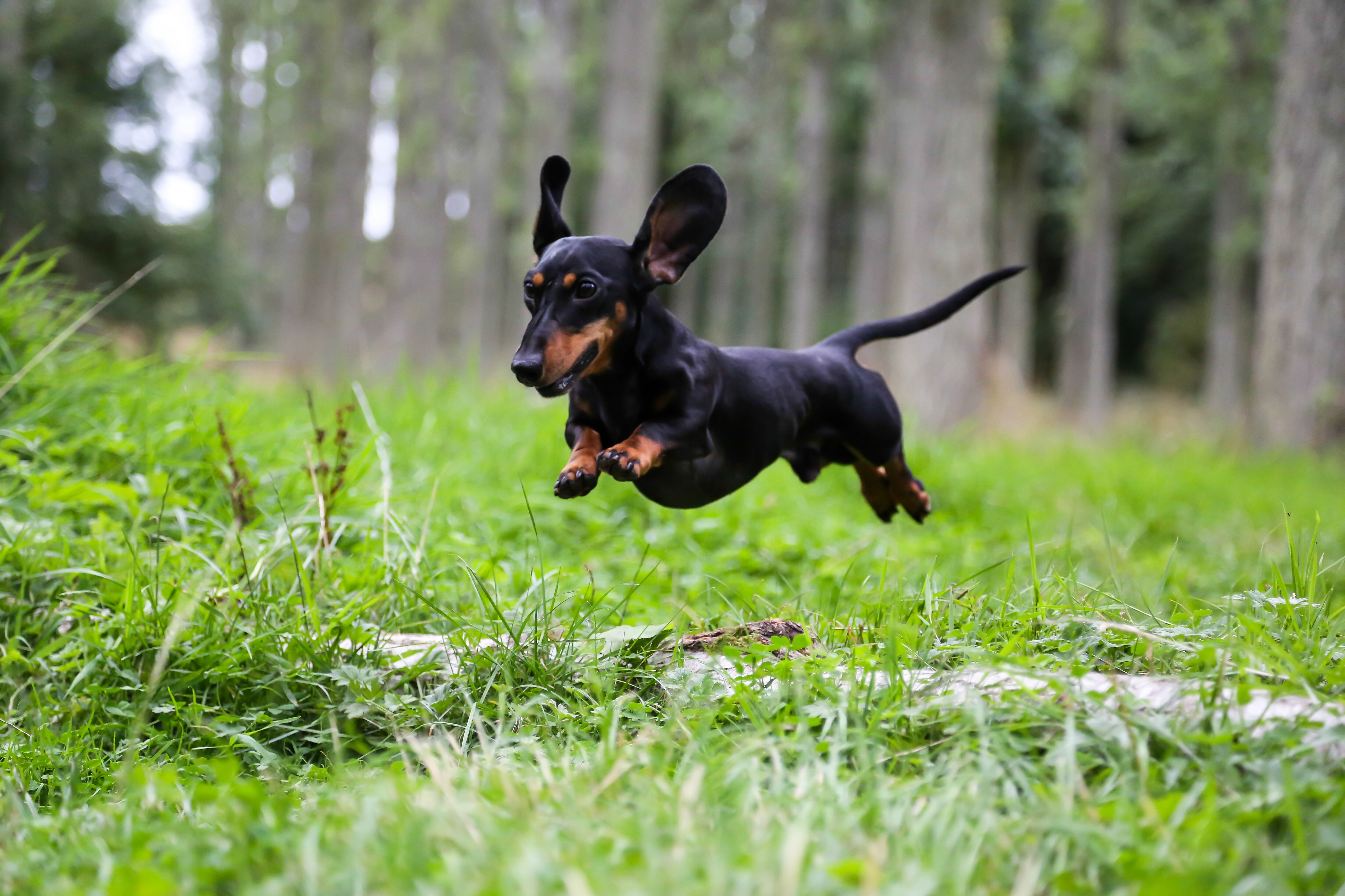 Dachshund miniatura negro y fuego atrapado en el aire saltando sobre un tronco en el campo con árboles forestales detrás de él