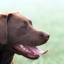 Así se puede eliminar el mal aliento de un perro