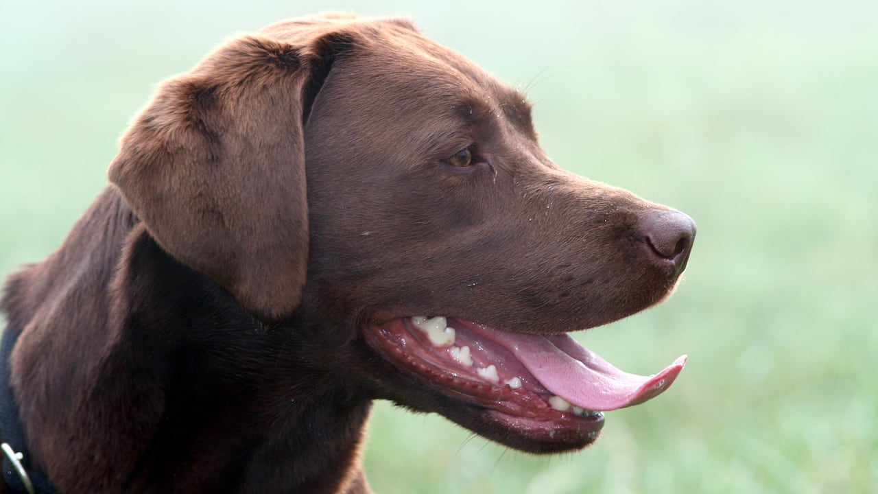 Las olas de calor pueden ser peligrosas tanto para los humanos como para los perros.