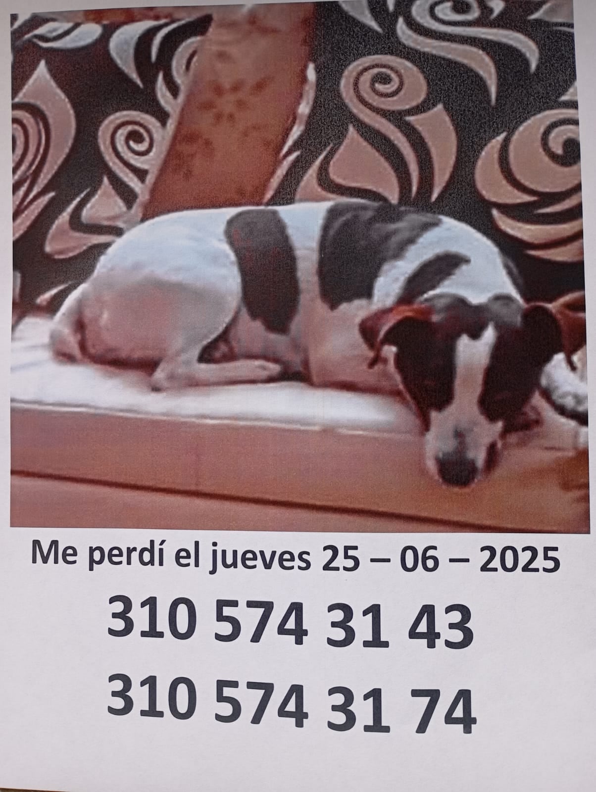 Dulzura, perrita perdida en la Universidad Nacional