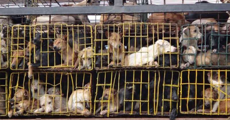 El proyecto de ley no solo busca prohibir el consumo de carne de perro en Corea del Sur, sino también restringir la cría de perros para este propósito. Foto: Throme.