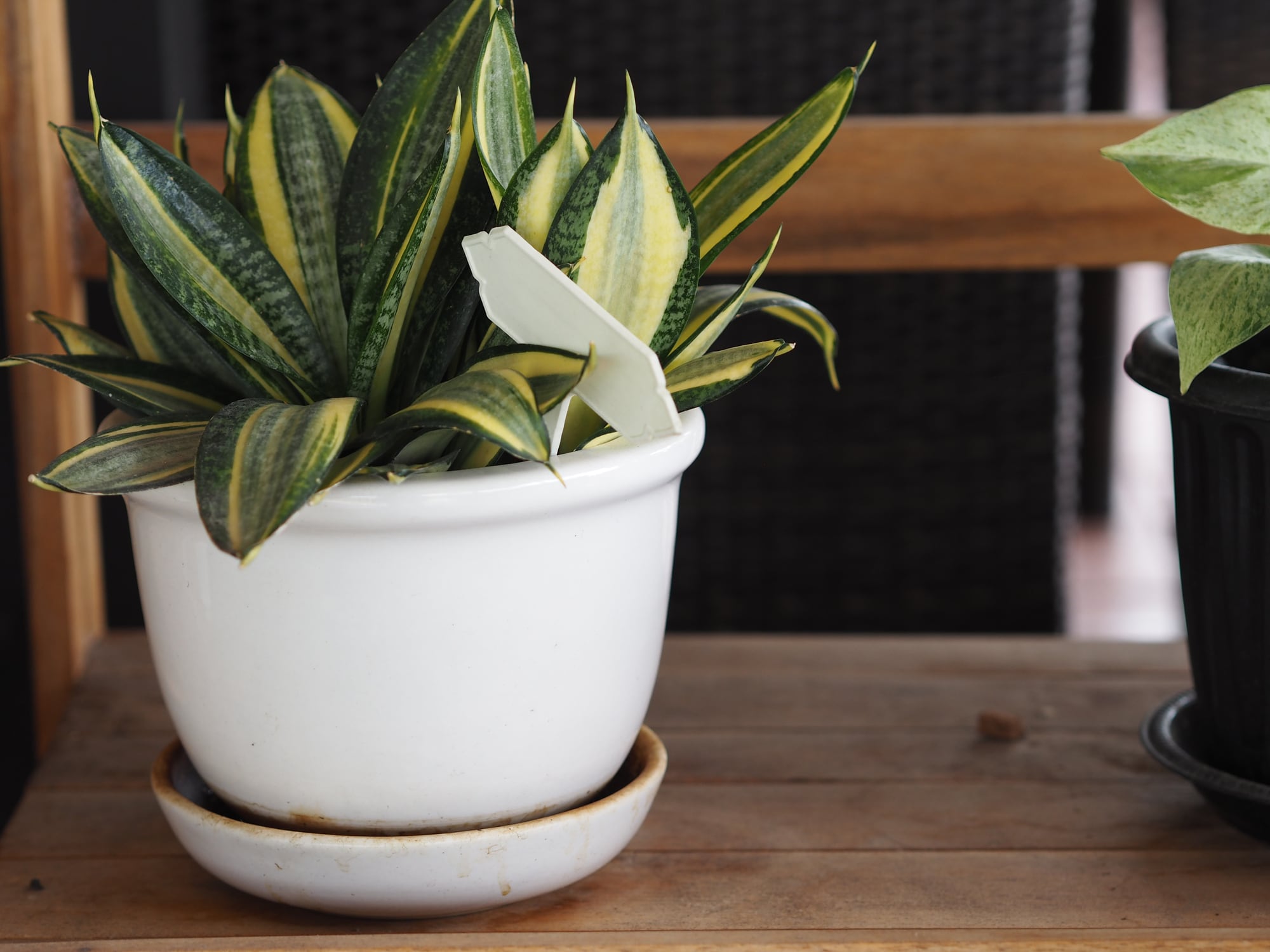 Dracaena trifasciata snake plant, Saint George's sword mother-in-law's tongue Asparagaceae