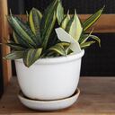 Lengua de suegra, planta muy conocida a nivel mundial.