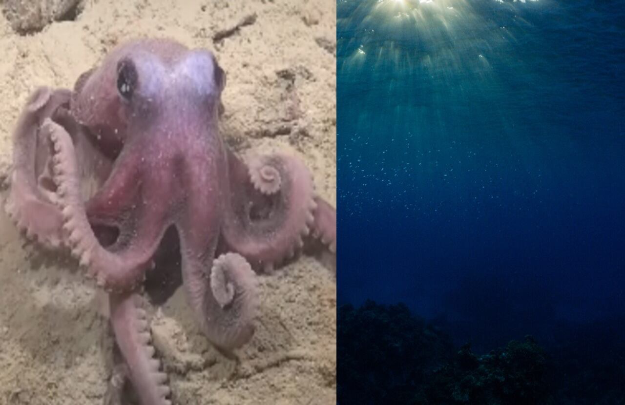 El hallazgo amplía a once el número de especies reconocidas dentro de su familia.