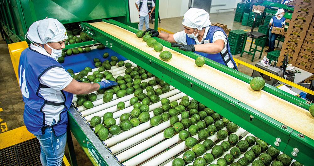 Es necesario promover la agroindustria en el país 