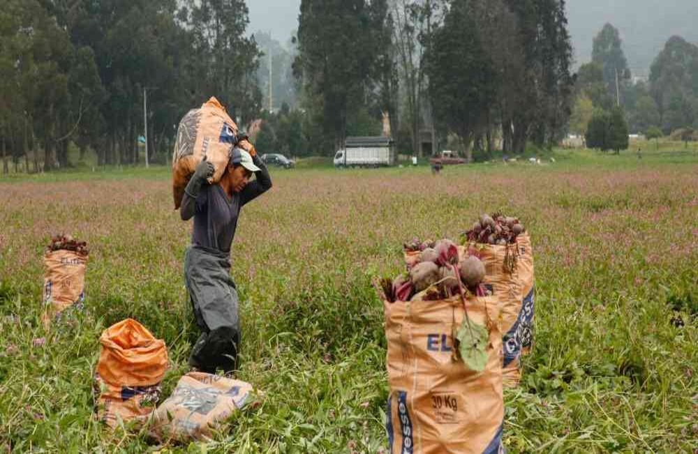 Cuando se inició la cuarentena, el panorama parecía oscuro. Los alimentos escasearon, porque las familias que tenían miedo se lo llevaron todo y los campesinos pensaron que se quedarían sin cómo vender sus productos. Pero con el paso de los días, volvió la normalidad. No obstante,  hay quienes están aun en una situación complicada en el campo.  Foto: Guillermo Torres/ SEMANA