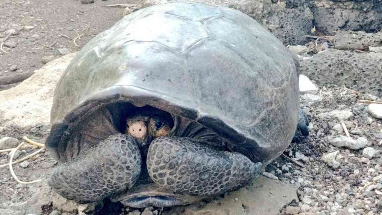 Tortuga chelonoidis phantasticus hallada durante una expedición en el archipiélago de Galápagos en Ecuador. Se creía extinta hace 100 años. Foto: @Marcelo_MataG