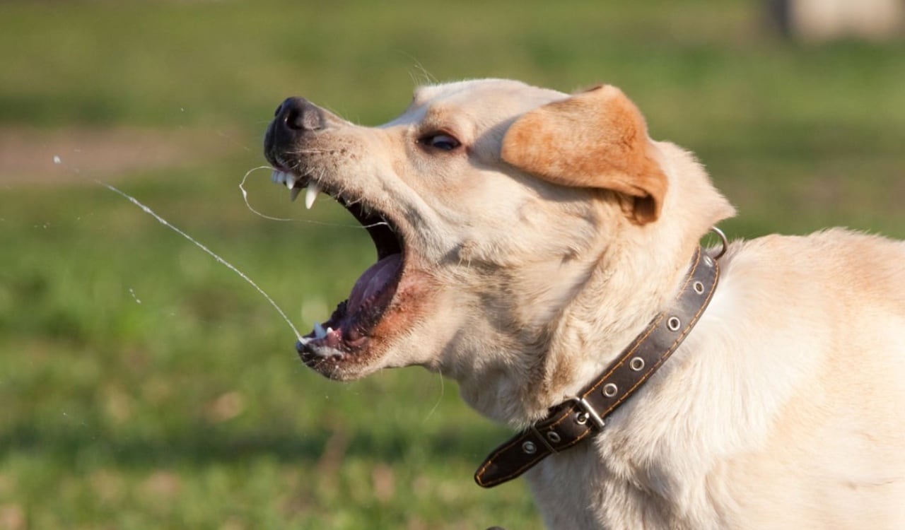 La policía explicó a la prensa que fue necesario disparar a uno de los perros que aún acechaba
