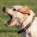 La policía explicó a la prensa que fue necesario disparar a uno de los perros que aún acechaba