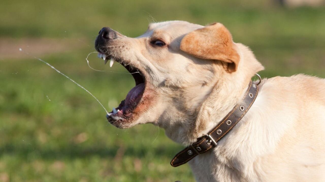 Grupo de cuatro perros causó la muerte a un anciano en Estados Unidos.