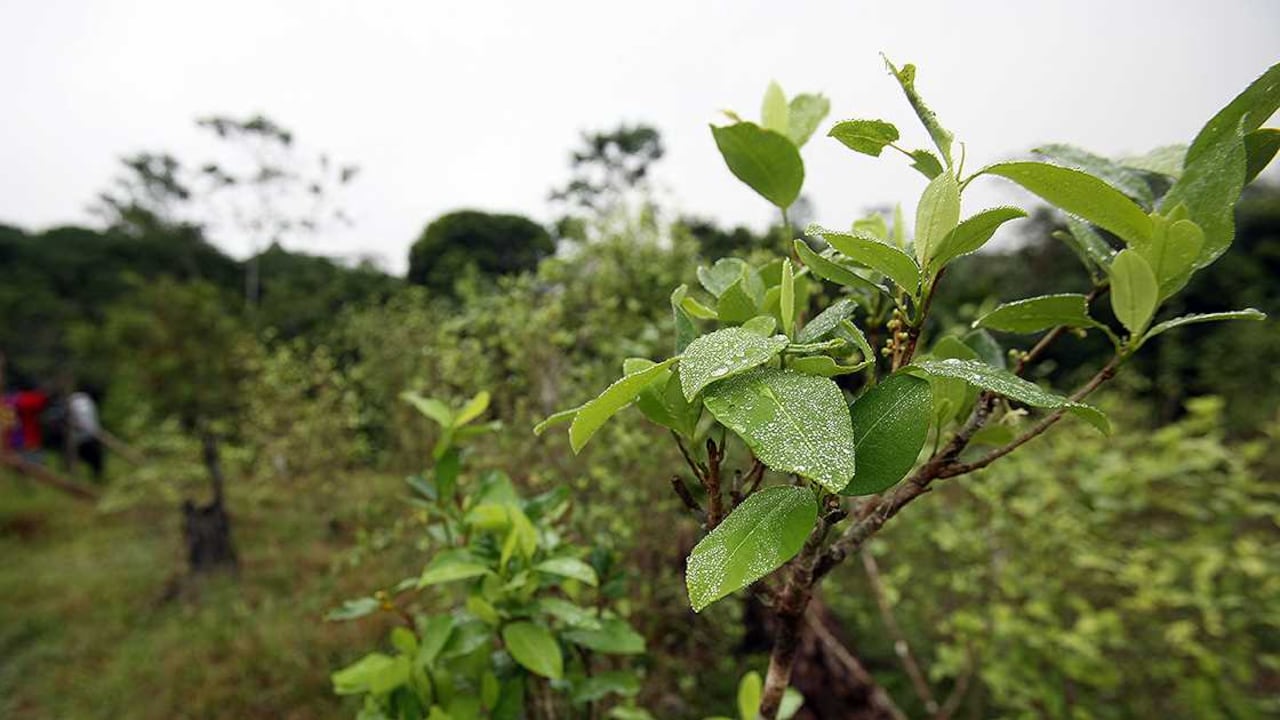 Foto: Archivo SEMANA