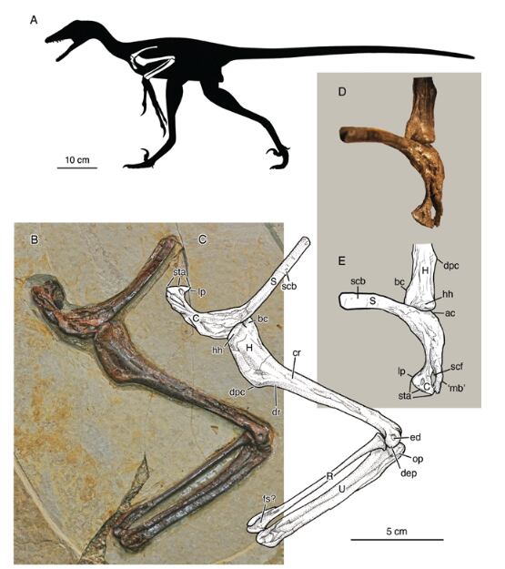 El parentesco con el Microraptor refuerza la hipótesis de que tenía habilidades para desplazarse por el aire.