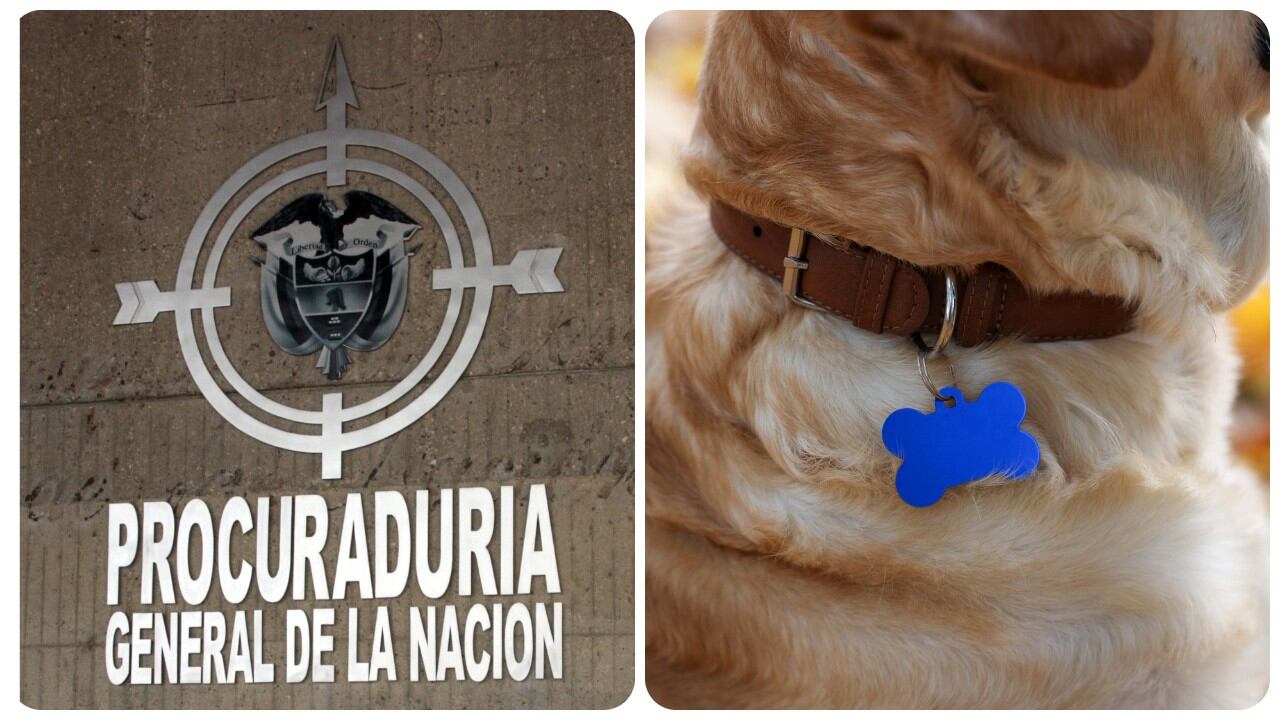 La procuraduría pidió explicaciones a la administración de Bogotá por muerte y desaparición de animales en extrañas situaciones.