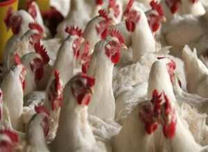 Los alcances y resultados del encuentro binacional relacionados entre otros aspectos, con ganadería, leche y acuerdos en temas fitosanitarios, genética bovina y avícola, pollitos, huevos fértiles y ofertas relacionadas con pollo en canal.