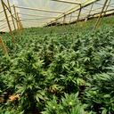 Grandes cultivos de marihuana se pueden observar en el norte del Cauca. Para acelerar los ciclos de los cultivos de esta especie, muchas personas siembran la cannabis bajo techo y les acondicionan sistemas de riego permanente.