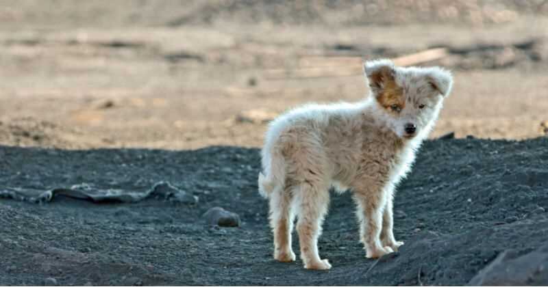 Rescataron más de 100 perros y desde entonces han realojado a todos menos a cuatro de esos perros.