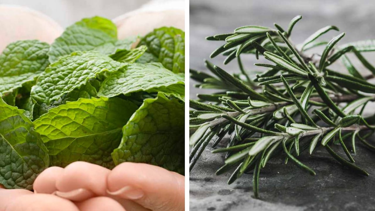 La hierbabuena y el romero mejoran la circulación sanguínea y el fortalecimiento del sistema nervioso, entre otros beneficios. Foto: montaje SEMANA.