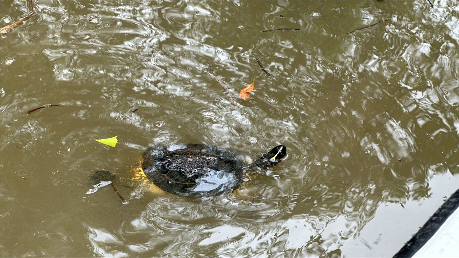 Especies liberadas por la CVC.