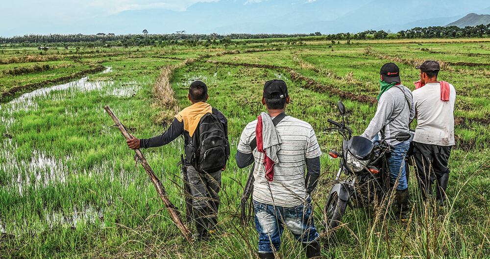 Los invasores en el Cauca son los indígenas del Cric, quienes primero llegan en pequeños colectivos para incendiar y cortar la caña. 