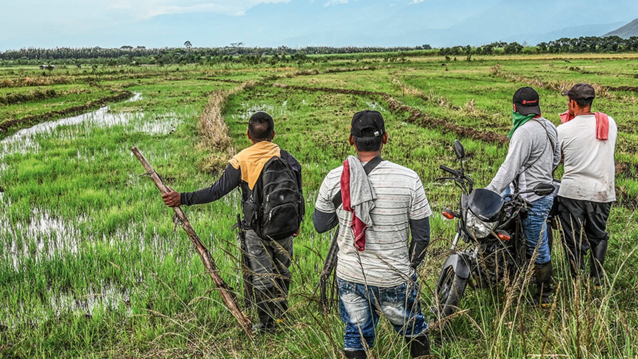 Los invasores en el Cauca son los indígenas del Cric, quienes primero llegan en pequeños colectivos para incendiar y cortar la caña.