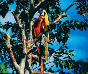 Esta especie de ave, casi extinta en Colombia, se alimenta principalmente de frutos y se caracteriza por ser monógama. (Foto:archivo Semana)